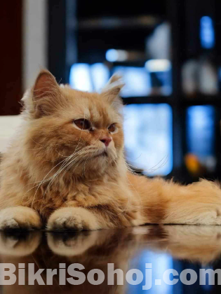 Persian cat